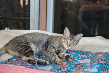 Stray Cat Neko ： ネコ・ヌコ・コヌコ