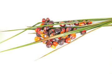 Oil Palm Fruit Product