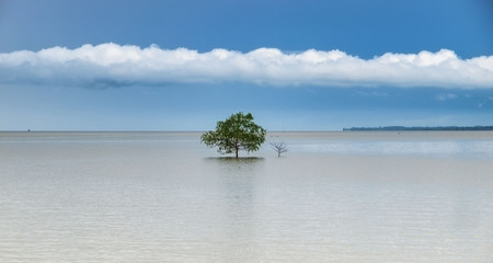 A lone tree stands at low tide in an estuary in east Thailand