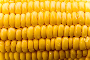 Texture of raw corn cob sweet maize