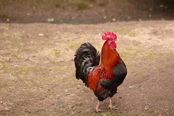 Pretty rooster.