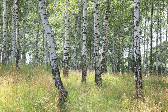 Beautiful white birches in summer in birch grove