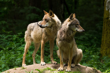Grey Wolf (Canis lupus) 