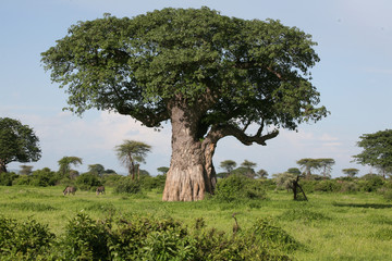 Fototapeta na wymiar African savannah summer pictrures wild safari Tanzania Rwanda Botswana Kenya