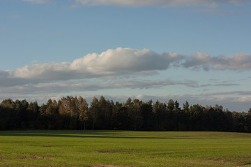   Summer landscape in the field.