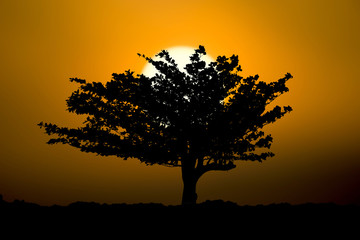 Fototapeta na wymiar Silhouette beach almond tree and sunset