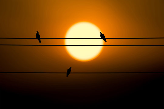 Three pigeon on electric wire and sunset