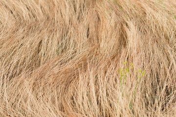 Dry gold grass in a summer day