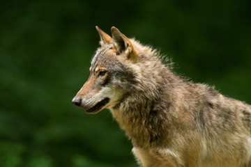 Grey Wolf (Canis lupus) 