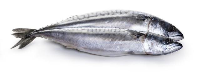 Raw mackerel fish