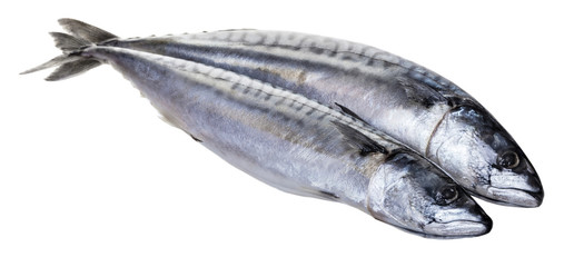 Raw mackerel fish