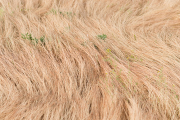 Dry gold grass in a summer day
