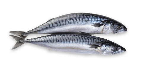 Raw mackerel fish