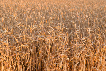 Golden wheat field and sunny day