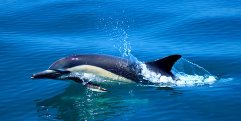 dolphin in the water nature wildlife