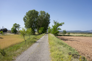 Green way black eyes in its passage by Barracas in Castellon