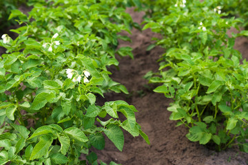 Young green sprouts of potatoes in sunny day. Potato field.