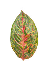 Naklejka premium Aglaonema or phetmontree leaf isolate on white background with clipping path.Red green leaf