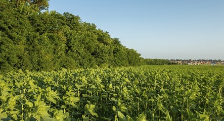 Field of young green sunflower plants. Agricultural landscape.