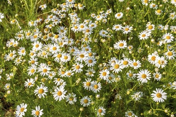 Chamomile flowers on a meadow in summer. Blooming chamomile field.