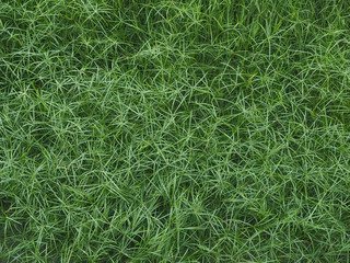 top view of green grass field in green nature,abstract art design,