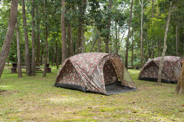 Camping and tent at pine forest in Thailand
