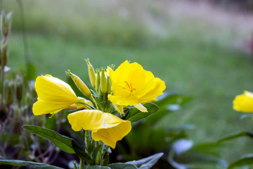 beautiful yellow flowers in the garden