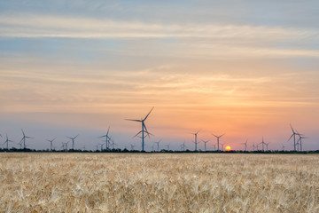 Windmills in a wheat field at dawn
