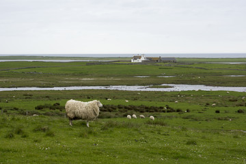Schafweiden am Meer, &Auml;ussere Hebriden, Uist, Schottland