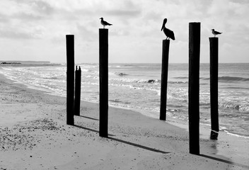 Gulls and Pelican resting on beach pilings. Black and white.