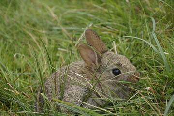 Häschen duckt sich im Gras
