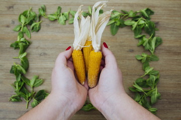 Dry baby corn on the cobs in hands of a woman in rectangle shape frame of wild edible green leaves.  Corncob, healthy vegetarian vegan organic food, overhead shot