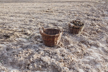 Baskets in a farm field. Planting vegetables, gathering crop in a garden.