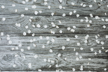 Spring background, white cherry blossom petals on gray rustic wooden planks
