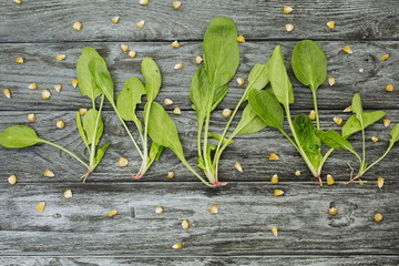 Baby spinach leaves plants on gray rustic wooden background. Dry corn seeds between them. First spring crop. Vegetarian vegan healthy organic local food. Grow your own