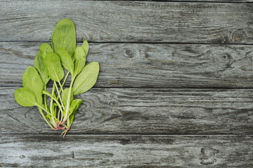 Fresh spinach leaves plants on gray rustic wooden background. First spring summer crop. Vegetarian vegan healthy organic local food. Grow your own, eat local. Copy space