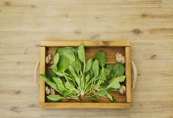 Rustic wooden tray with fresh organic local spinach leaves plants. First spring summer crop. Vegetarian vegan healthy food. Grow your own, eat local produce