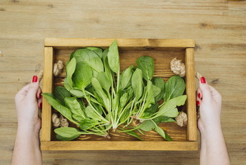 Hands holding rustic wooden tray with fresh organic spinach leaves plants. First spring summer crop. Vegetarian vegan healthy local food. Grow your own, eat local produce