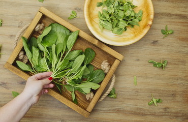 Hand putting fresh organic spinach plants leaves on a tray. Wooden plate with greens. First spring summer crop. Vegetarian vegan healthy food. Grow your own, eat local produce