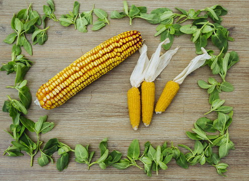 Dry baby corn on the cobs in rectangle shape frame of wild edible green leaves on wooden background. Corncob, healthy vegetarian vegan organic food, overhead shot