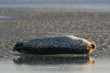 Phoque veau marin