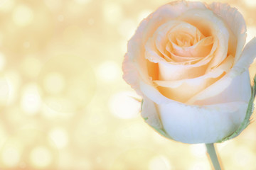 Macro image of beautiful fresh yellow rose with water drops on orange background, Copy space texture background