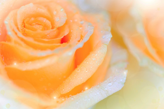 Macro image of beautiful fresh yellow rose with water drops on orange background ,Copy space texture background