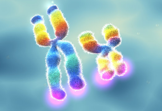 XY chromosomes with highlighted telomeres