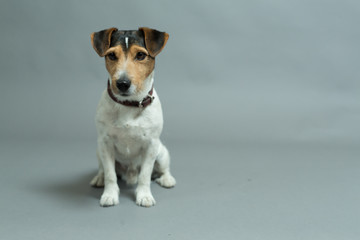 jack russell terrier