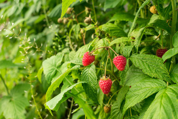  Raspberry bush with three berries