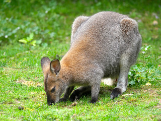 Fototapeta premium Wallaby de Bennett