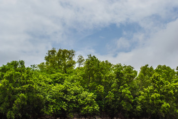Trees on a Hill, Panshet Dam