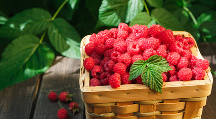 Basket with raspberries near bush on wooden table in garden