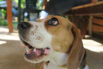 Beagle, dog breed